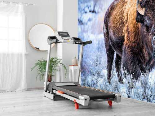 Bison