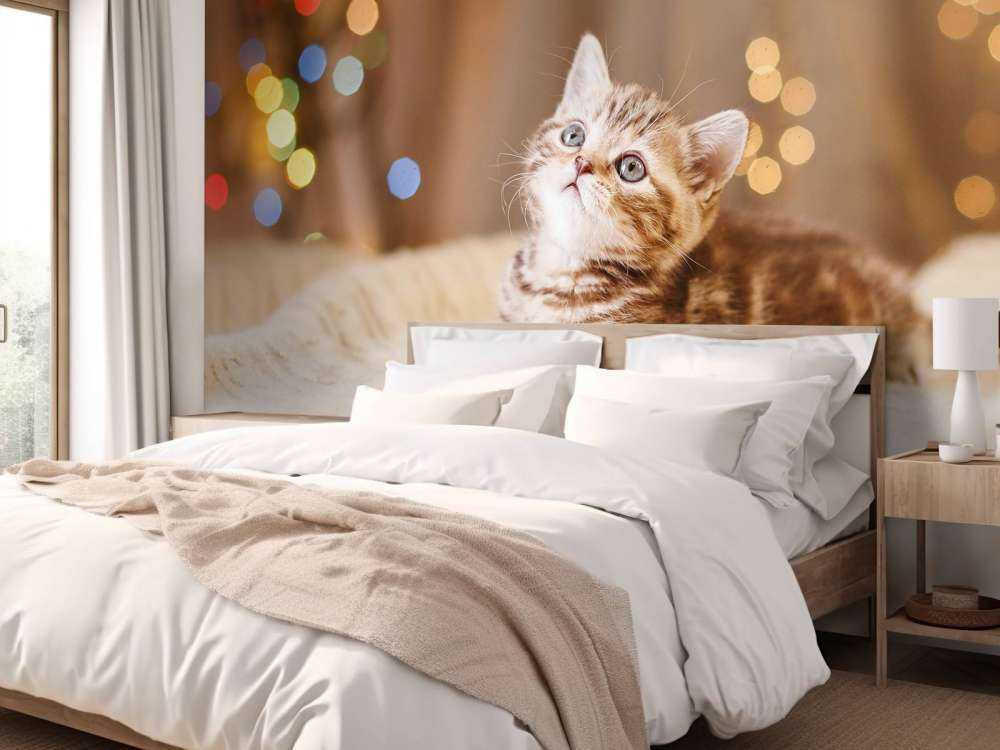 Cute kitten