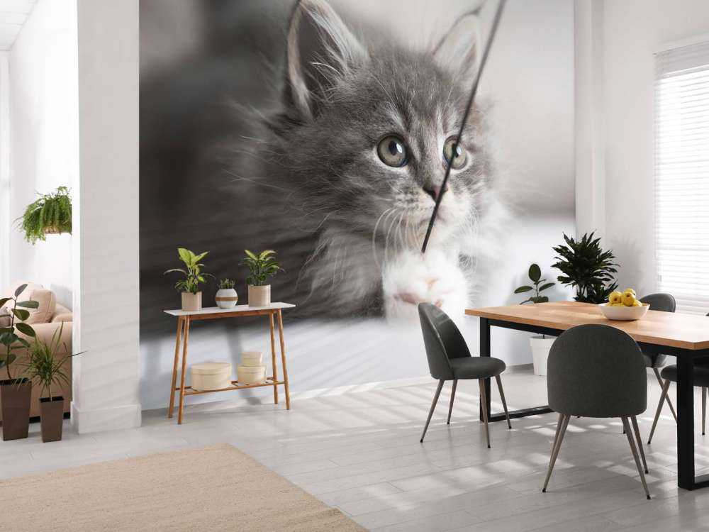 Playing cat