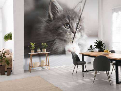 Playing cat