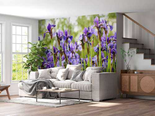 Irises 