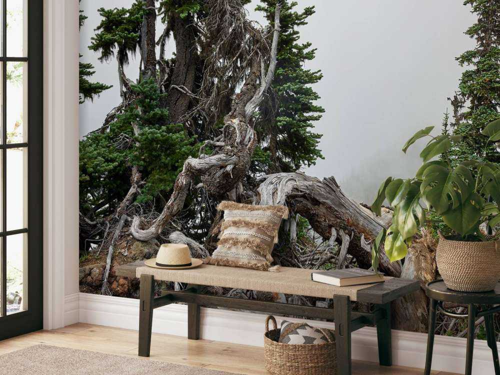 Trees and old trees 