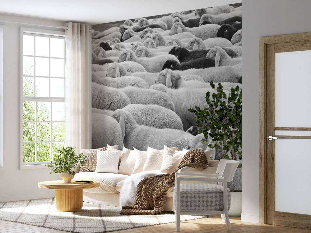 Black and white sheep