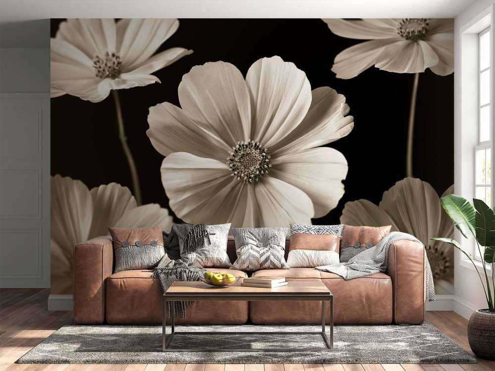 Multiple Cosmos flower