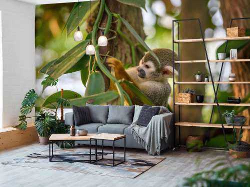 Small monkey in the trees