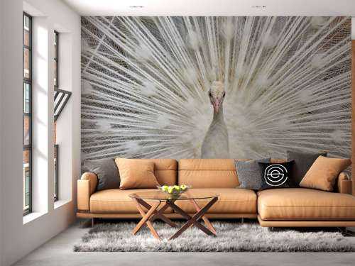White peacock