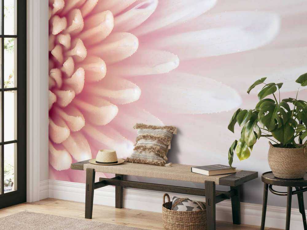 Chrysanthemum petals