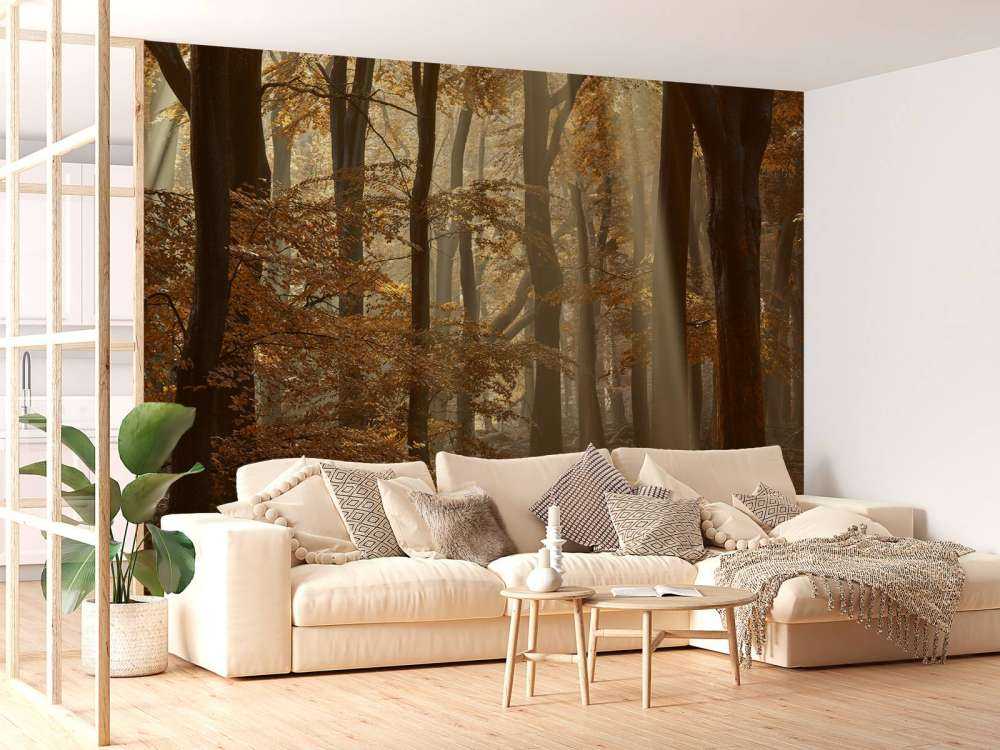 Autumn colours in the forest