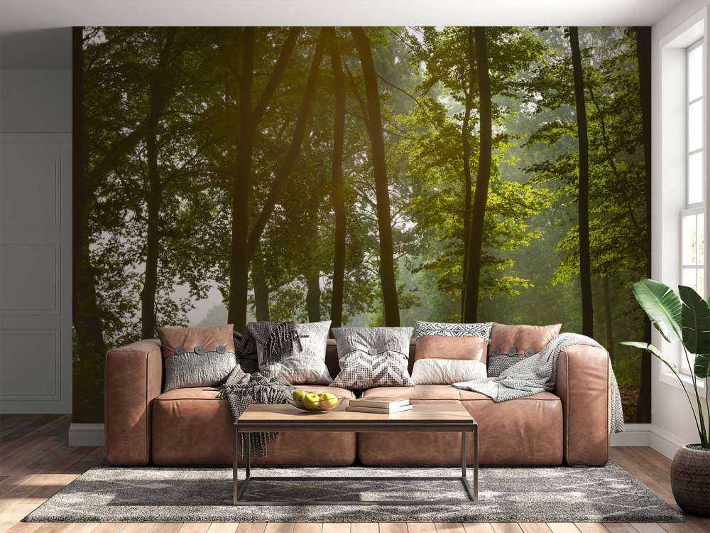 Forest in the morning sun