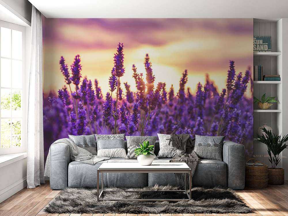 Lavender flowers