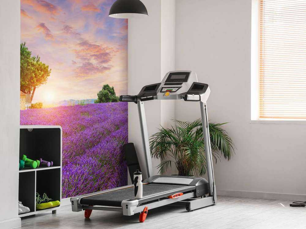 Lavender field during sunrise