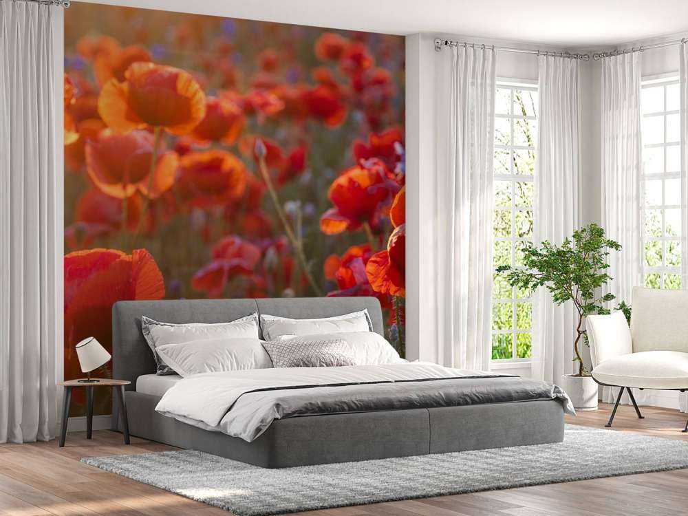 Poppies and cornflowers