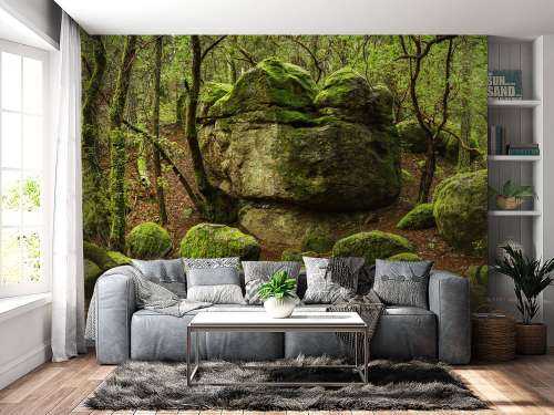 Enchanting forest