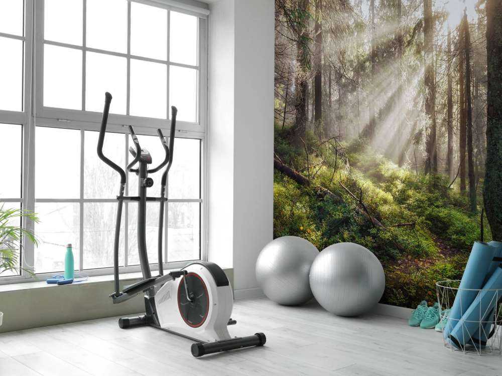 Autumn forest with sunshine