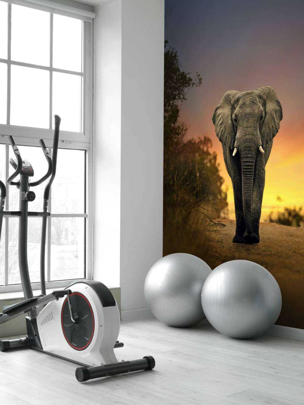 Elephant in the sunset