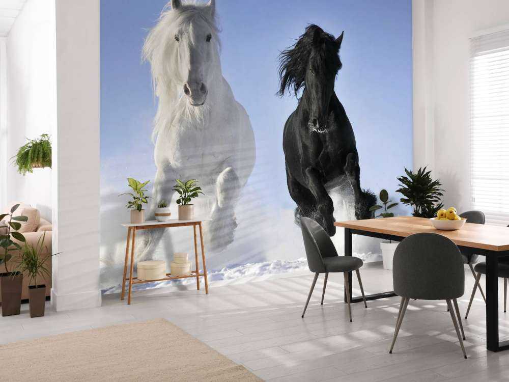 White and a black horse