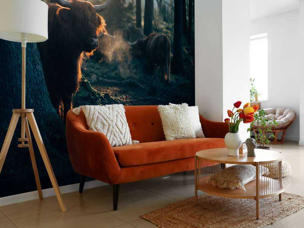 Scottish Highlander in morning light