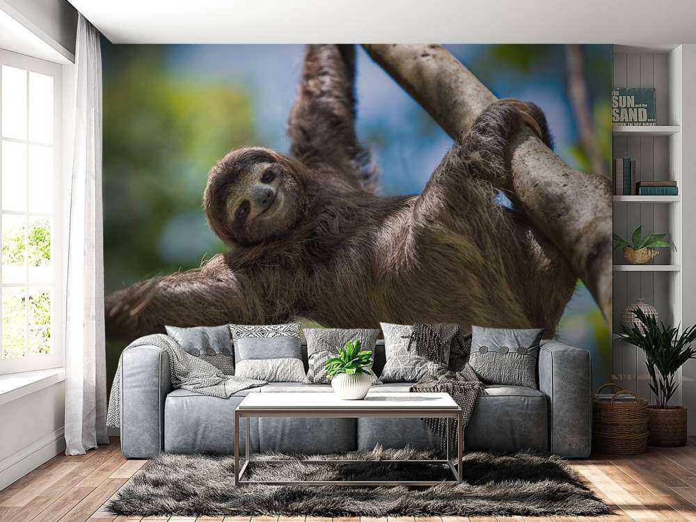 Cheerful sloth