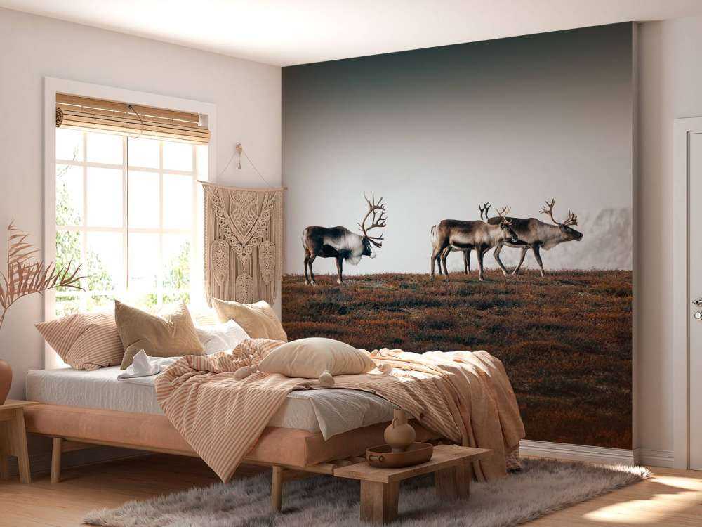 Group of reindeer in northern Europe