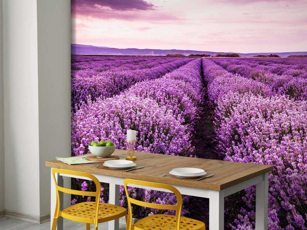 Lavender bushes
