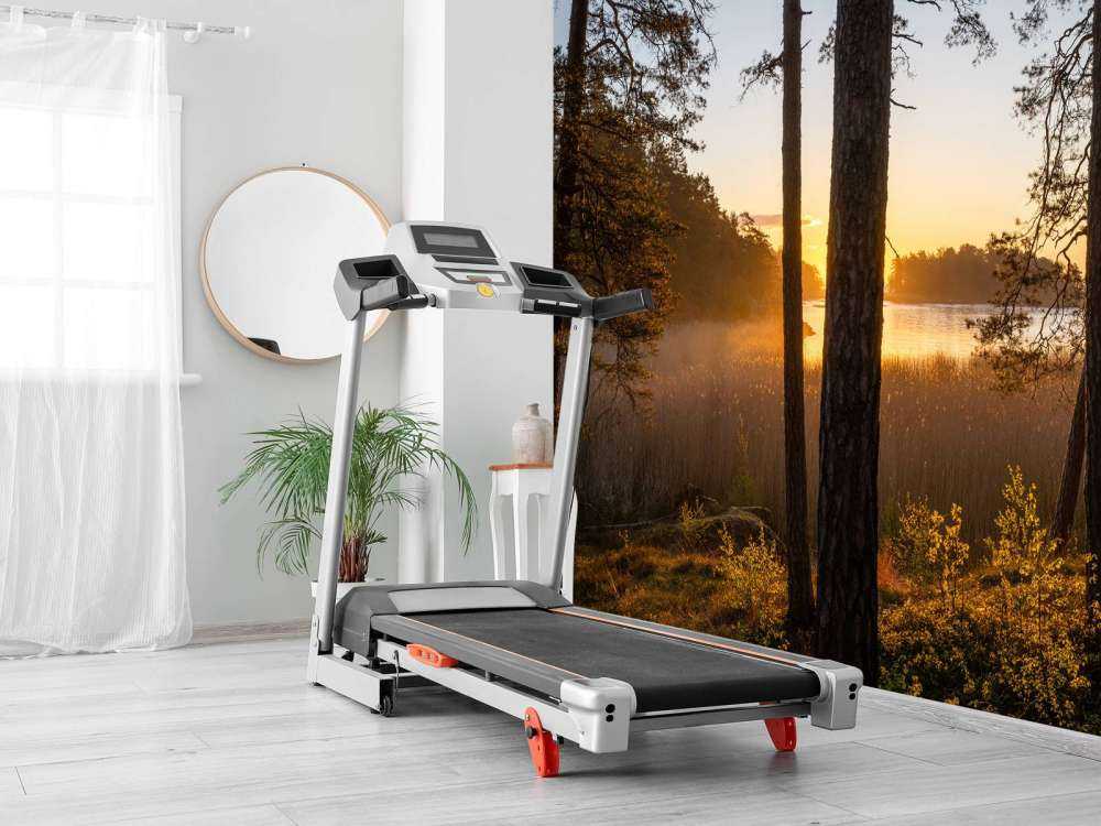 Forest during sunset