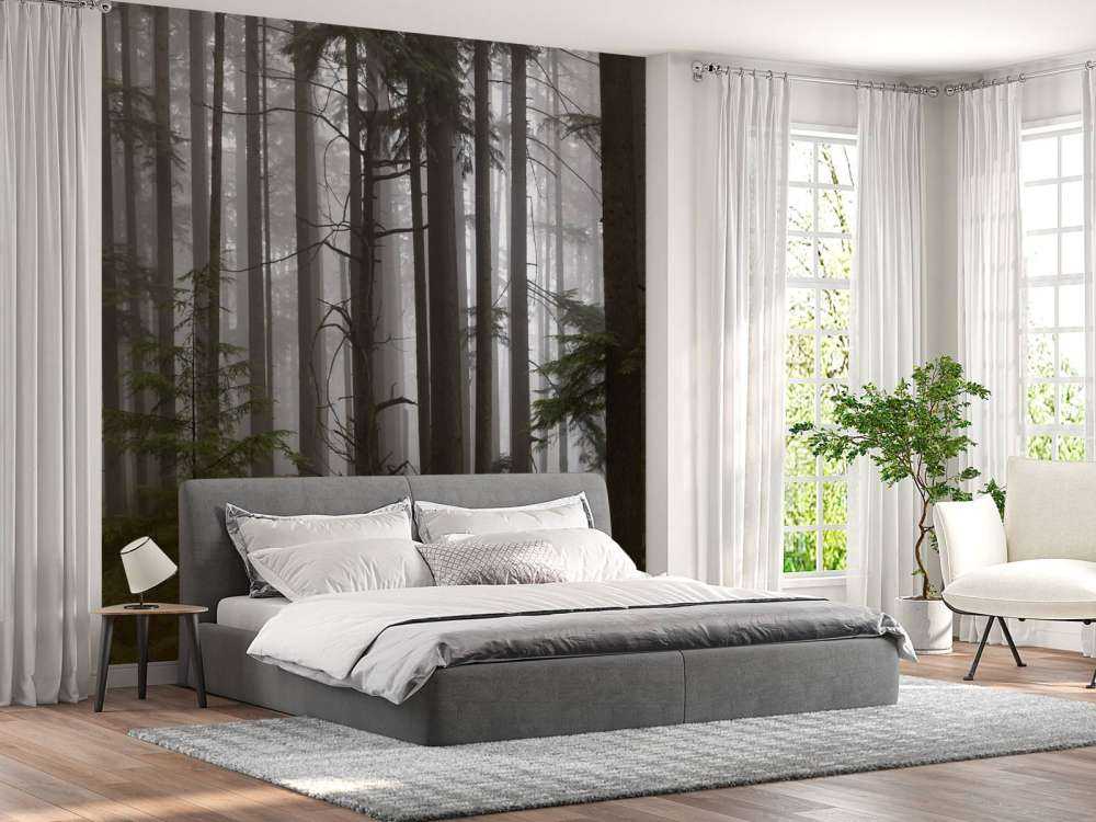 Forest during a foggy day