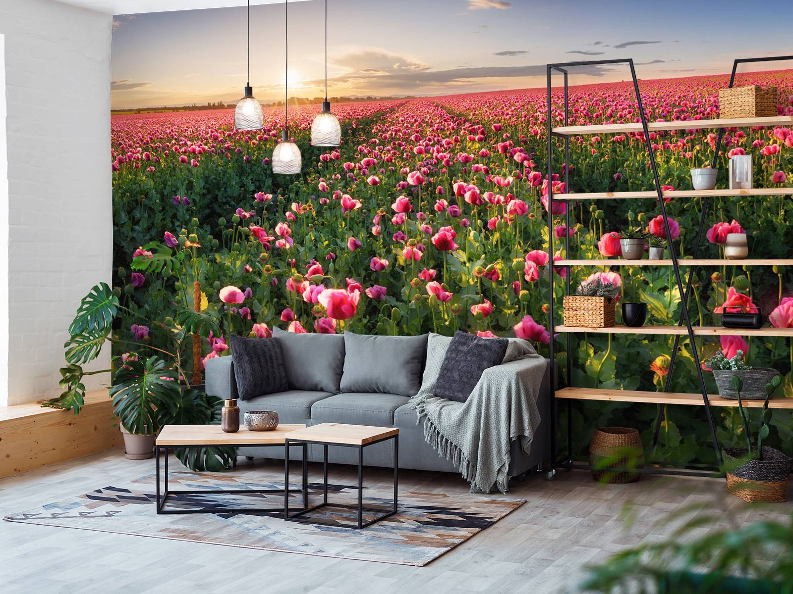 Pink poppies field