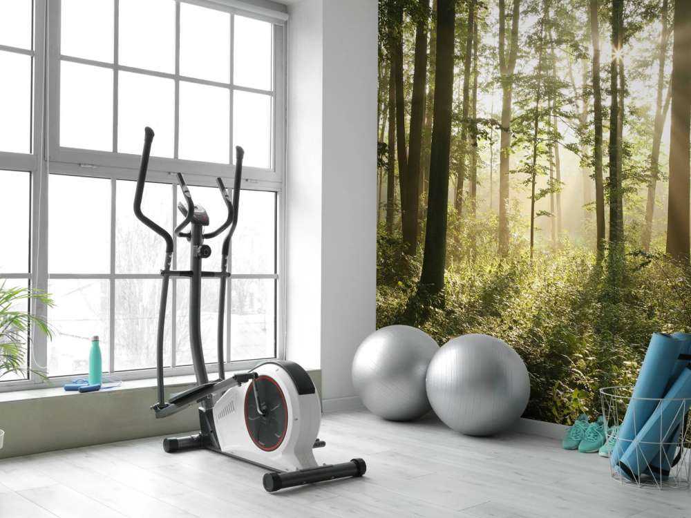 Foggy deciduous forest