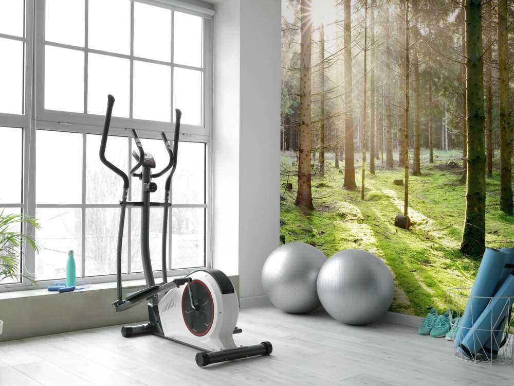 Coniferous forest with moss