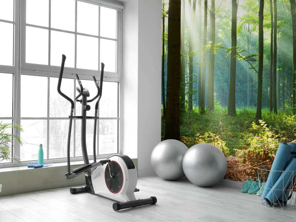 Morning in the forest