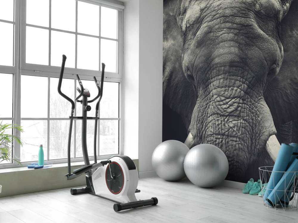 Close-up of an elephant