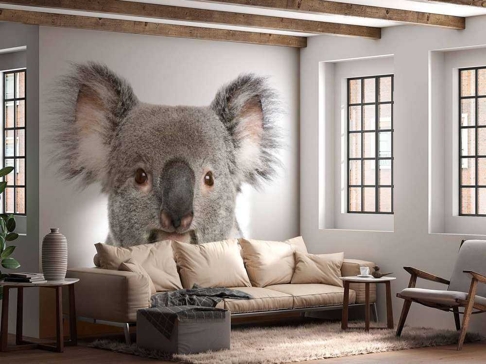 Photo of a koala