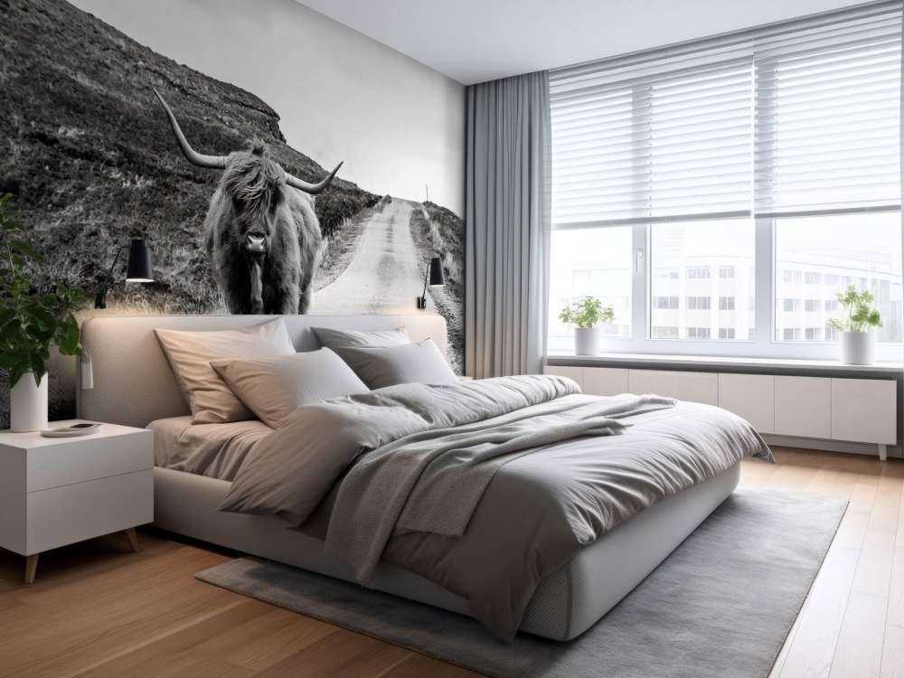 Scottish Highlander on a road