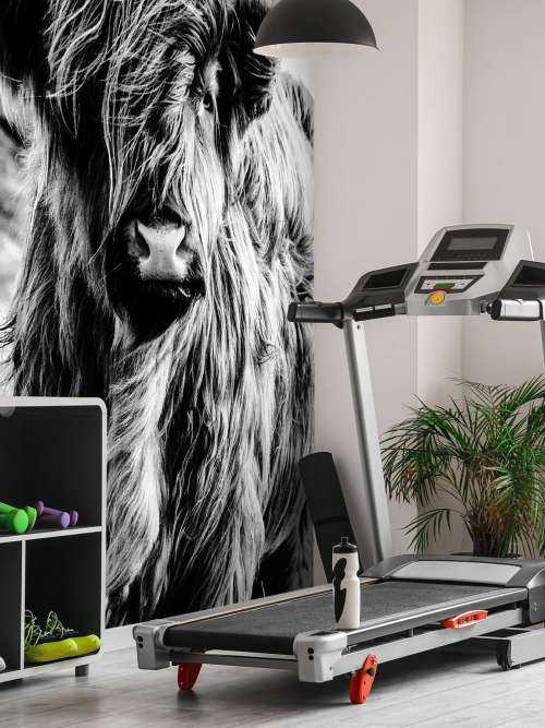 Scottish Highlander in black and white