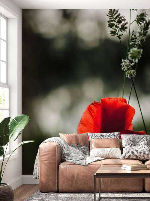 Red poppy with grass