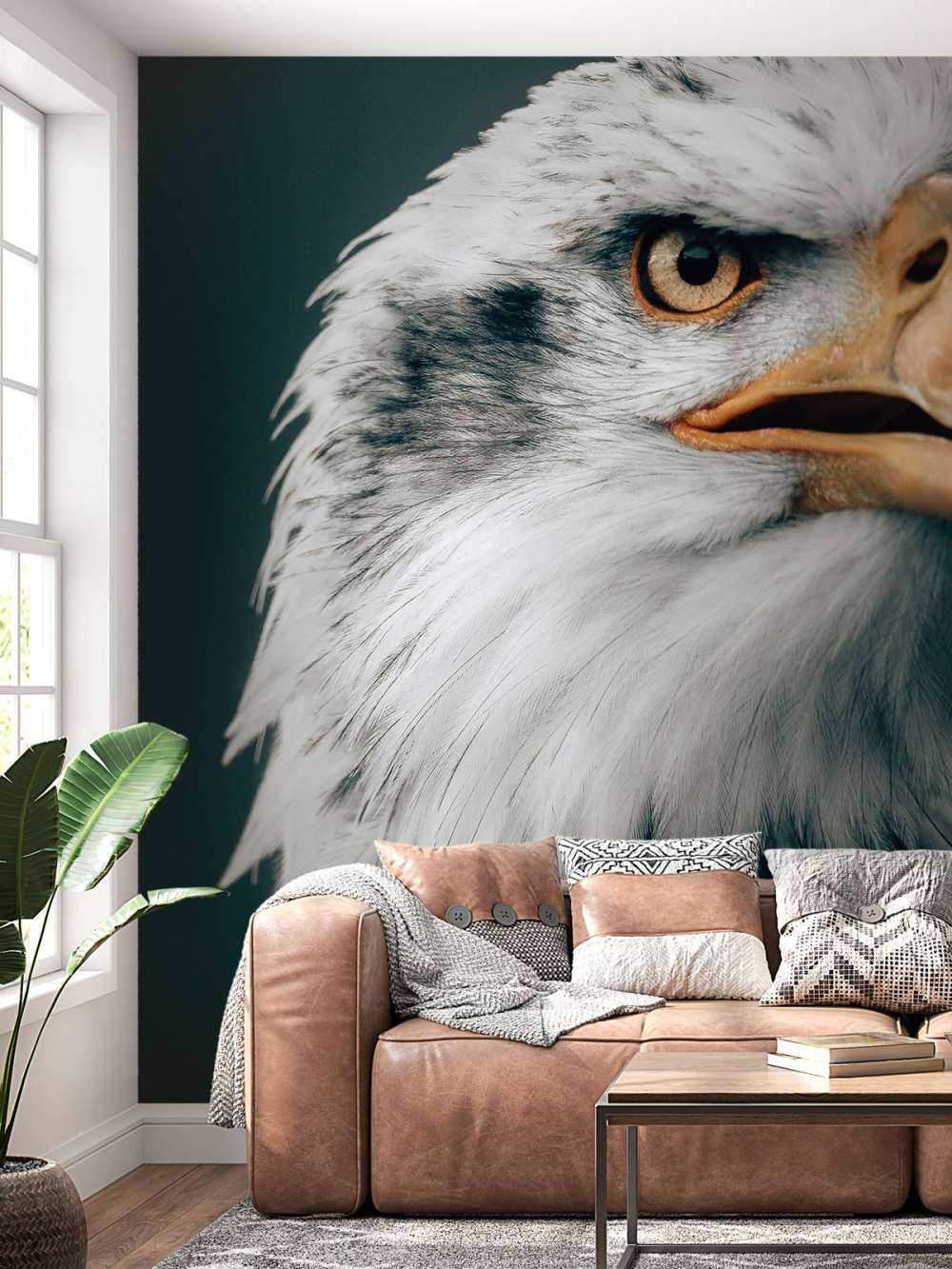 Gazing Bald Eagle