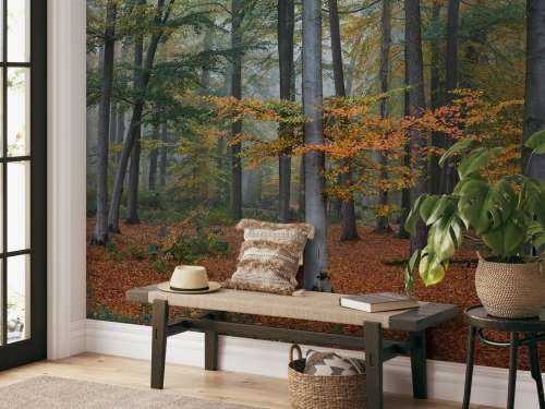 Autumn colours in misty forest