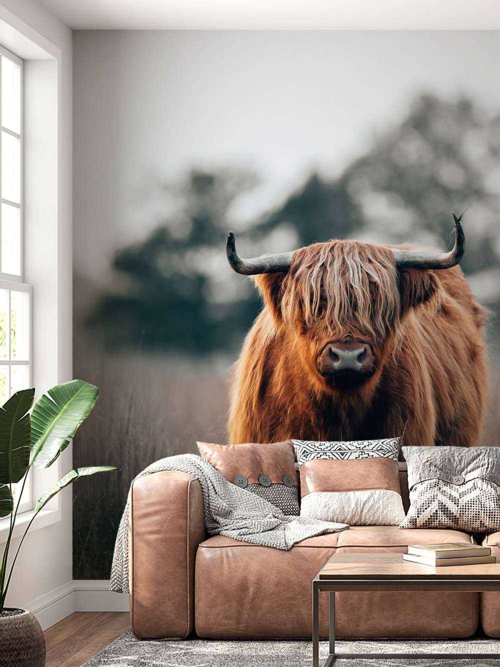 Portrait of highland cattle