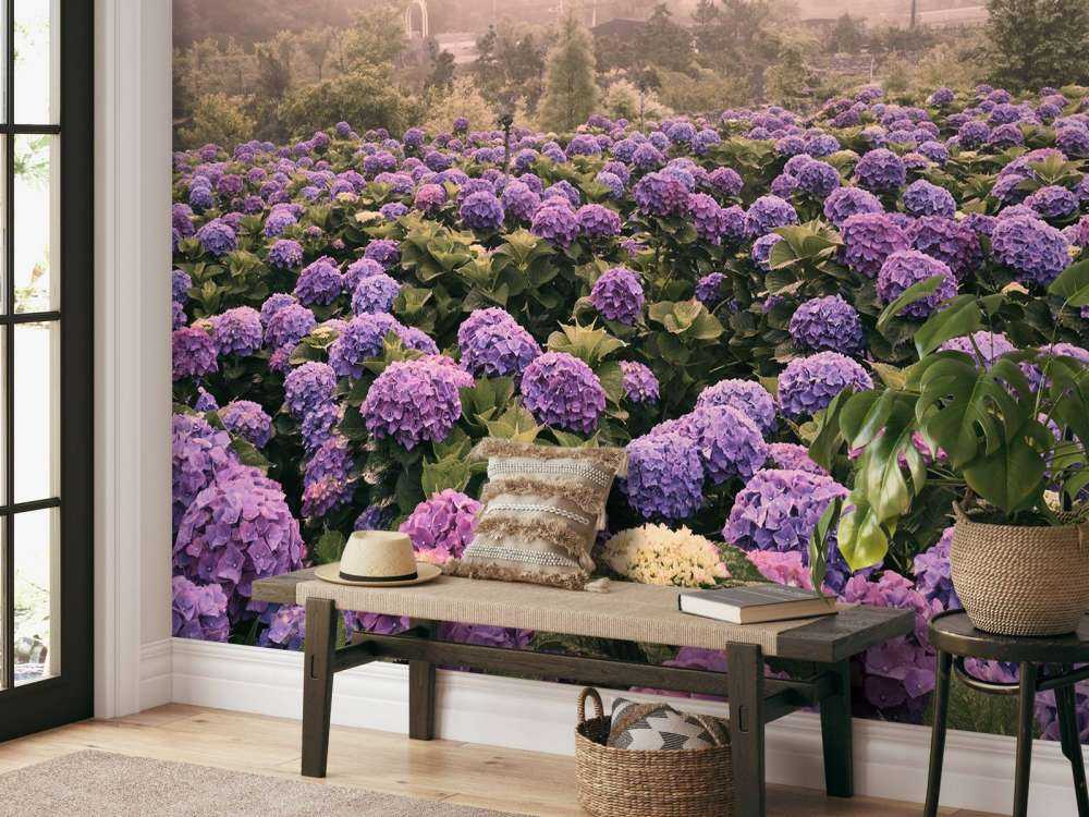 Hydrangeas in Beitou