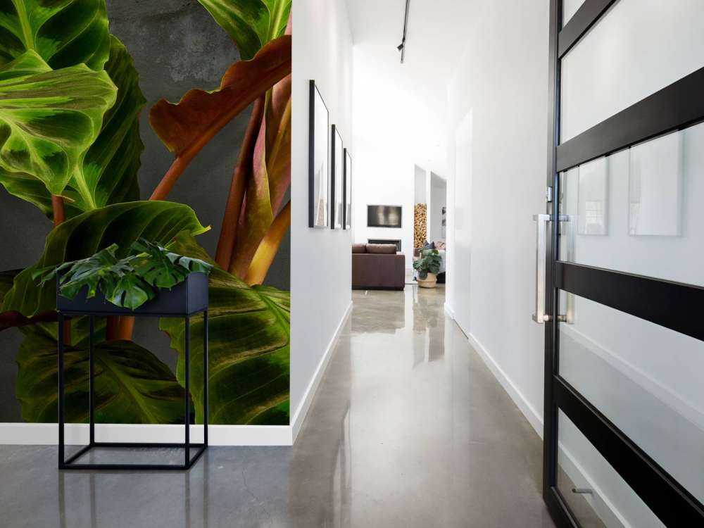 Plant with beautiful green leaves