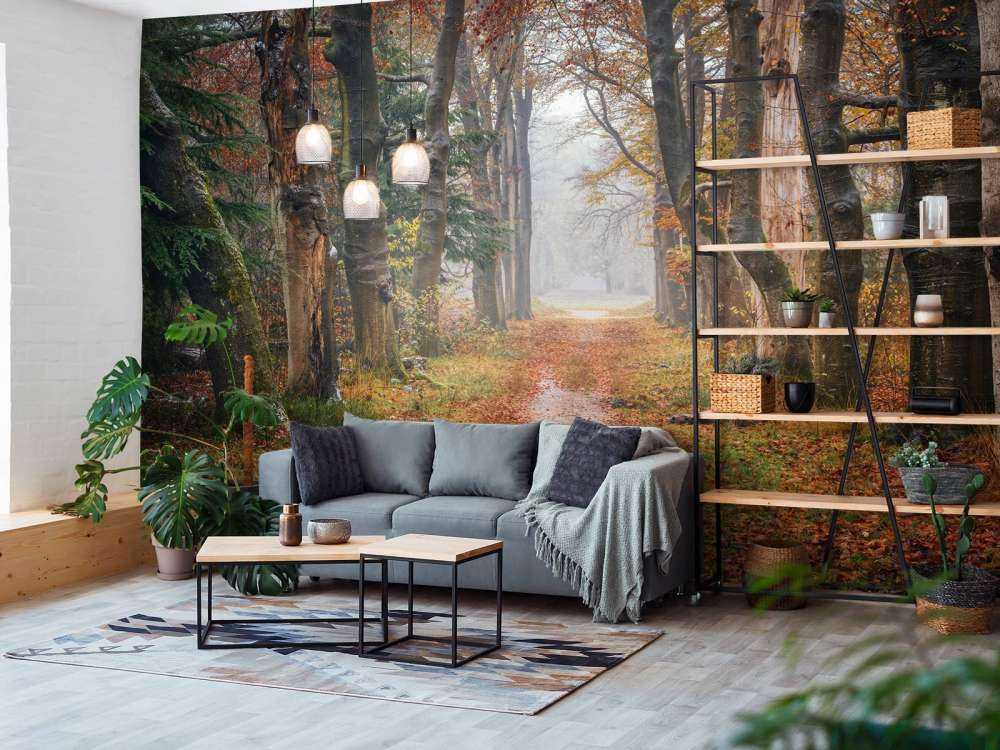 Forest path with old trees