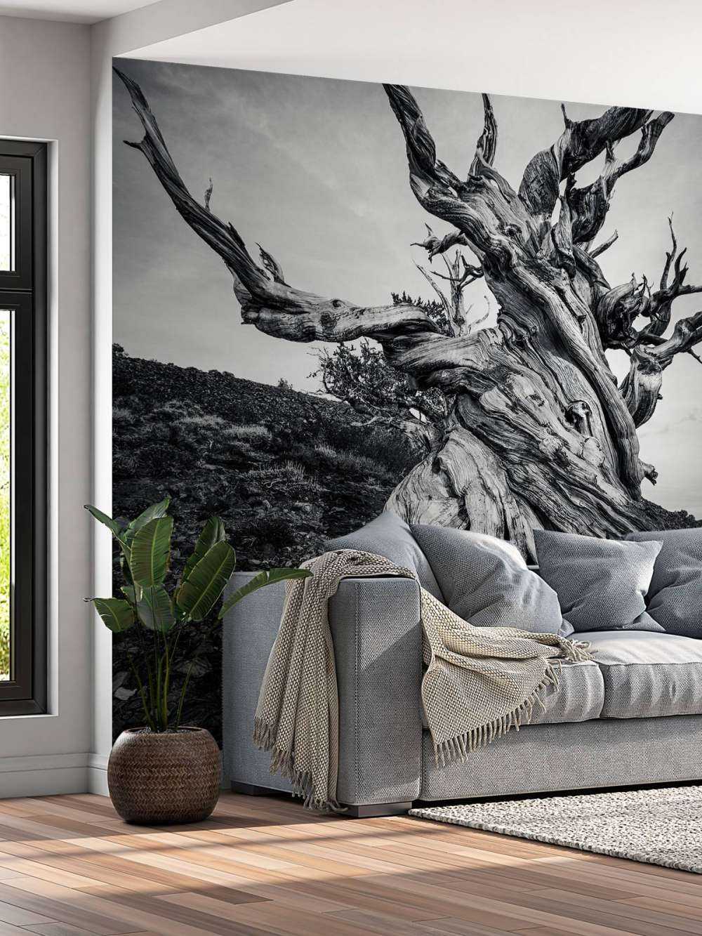 Methuselah tree
