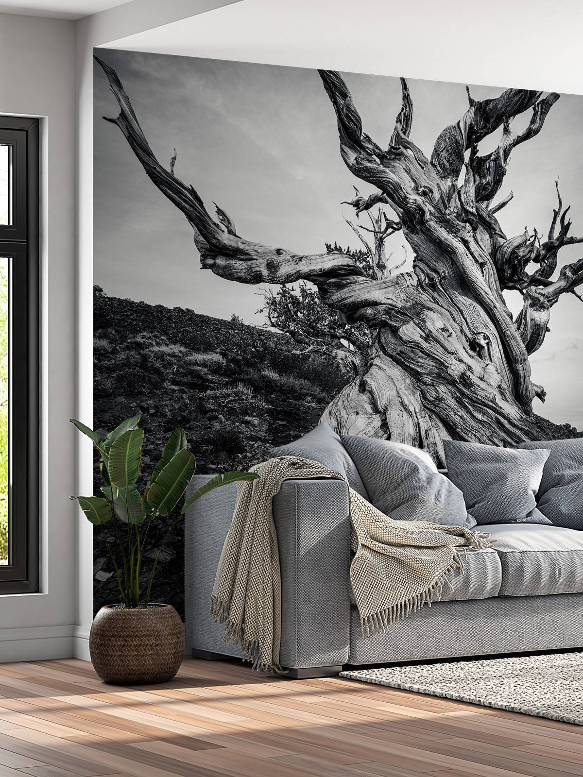 Methuselah tree