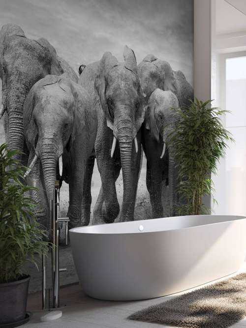 Herd of elephants