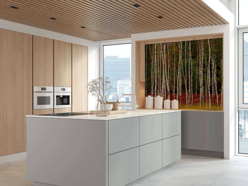 Birch trees at the edge of the forest