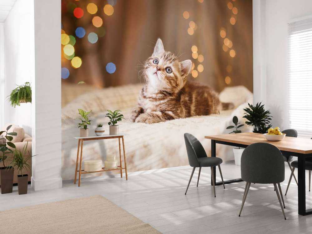 Cute kitten