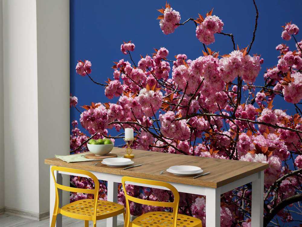 Pink blossom with blue sky