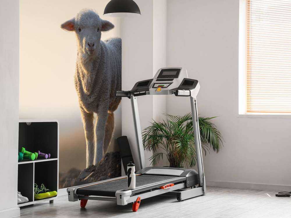 Lamb