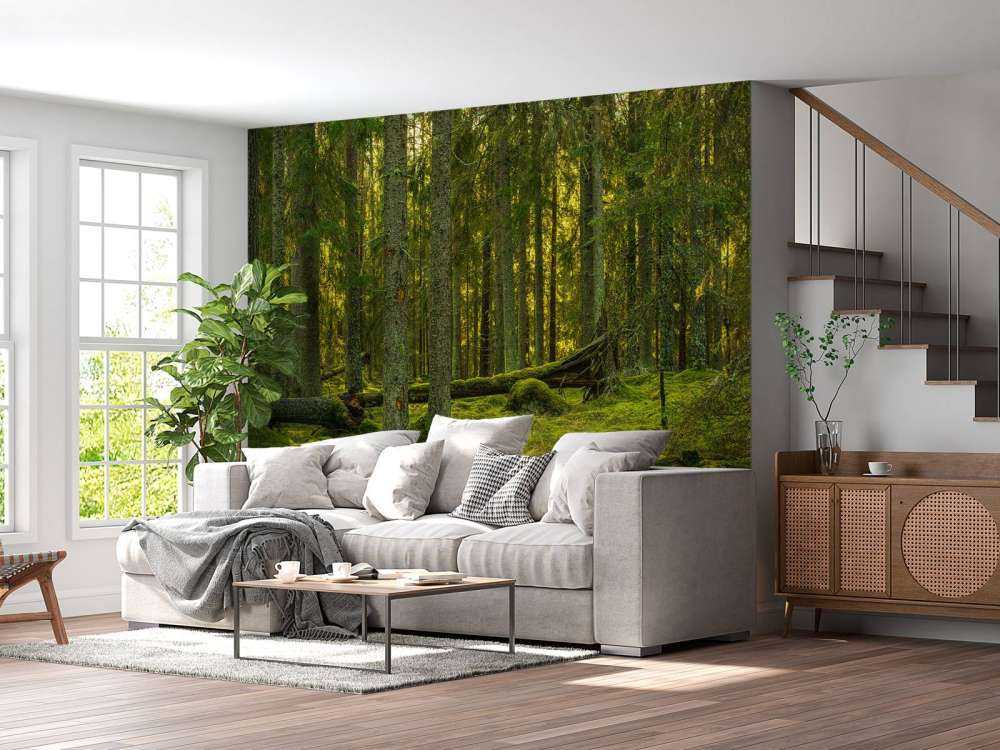 Green pine forest