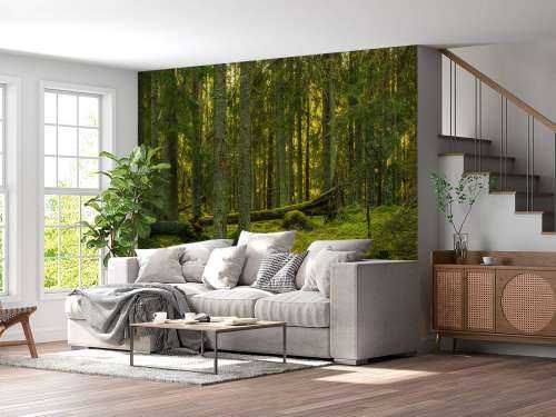 Green pine forest